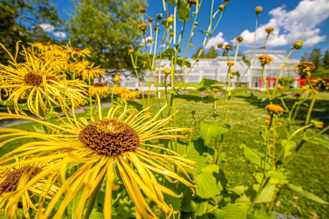 Botanian kesäinen ulkopuutarha
